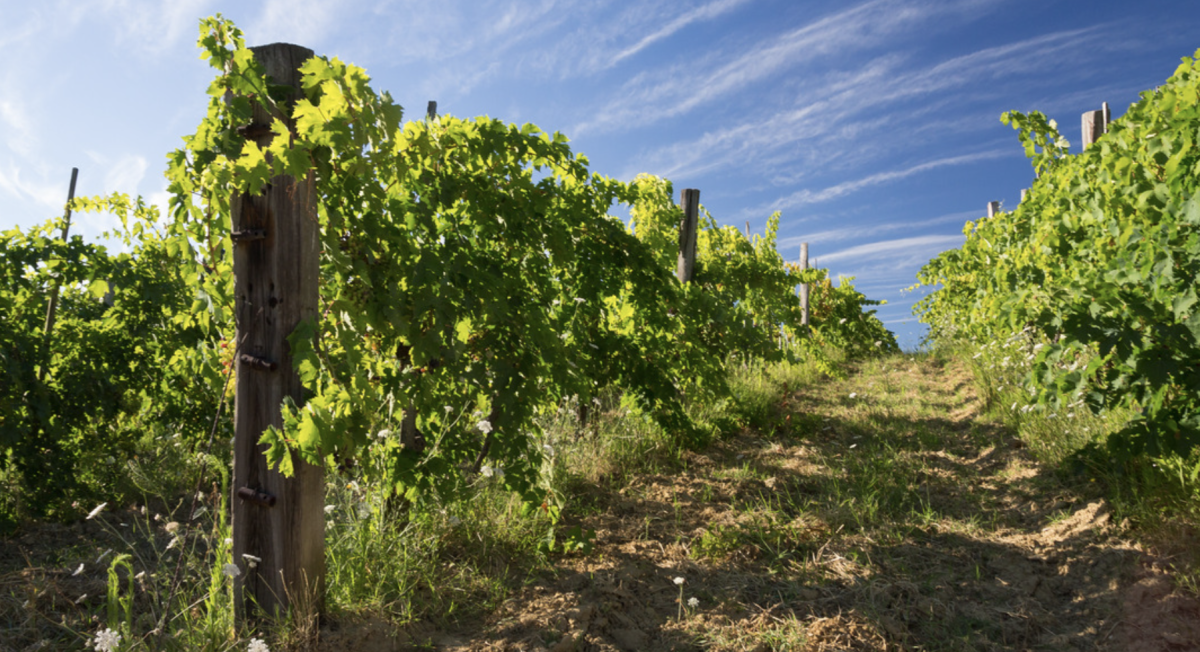 Pubblicato il Decreto OCM VINO 23-24